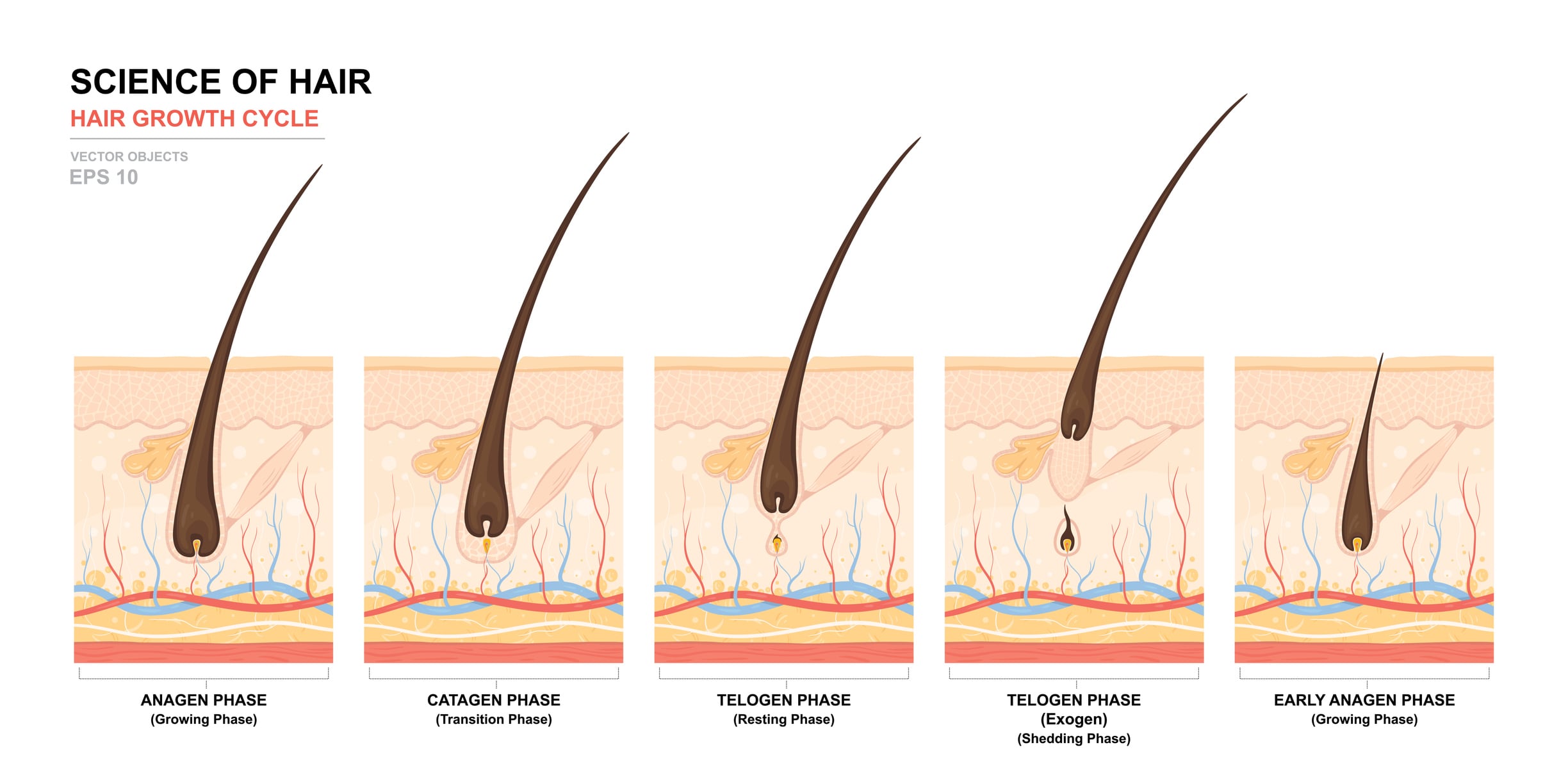 Ciclo de crecimiento natural del pelo.