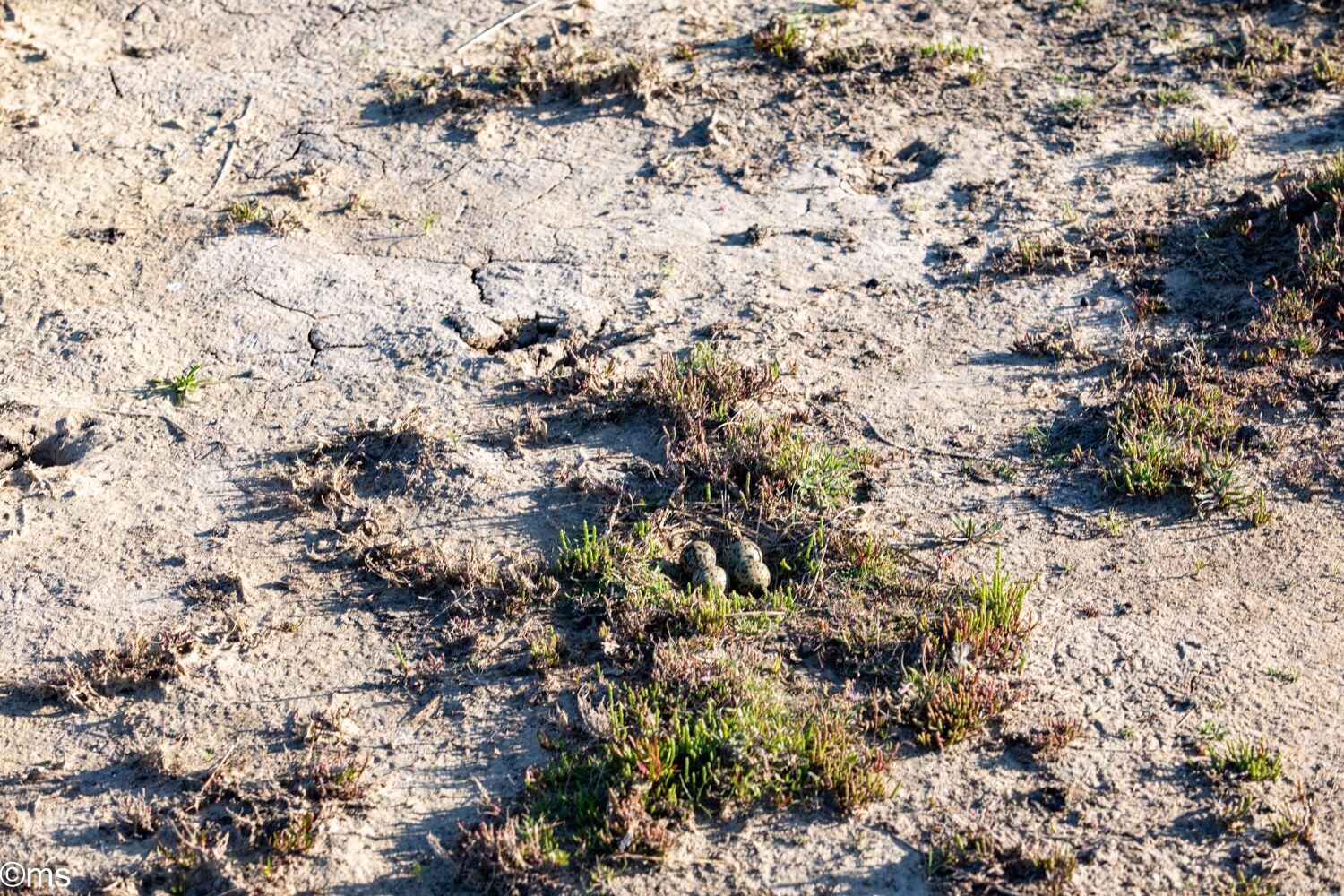 Espacio Natural de Doñana (mayo de 2025)