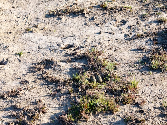 Espacio Natural de Doñana (mayo de 2025)