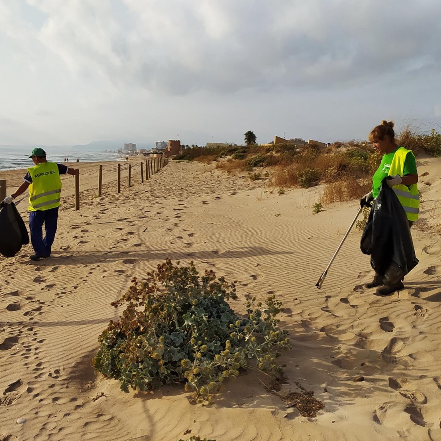 Una brigada de limpieza trabajando en las dunas de Els Marenys de Rafalcaïd.