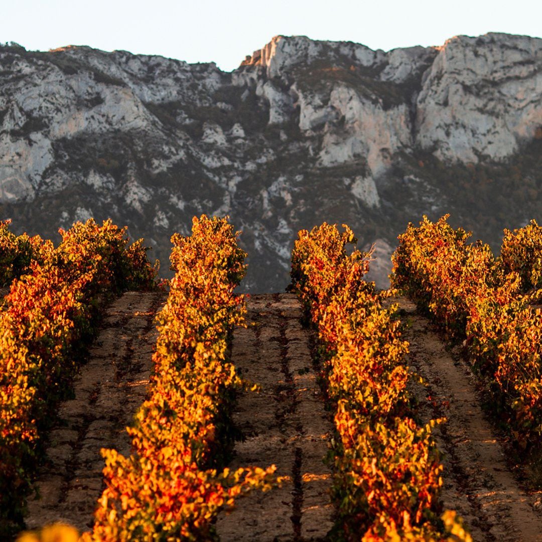 Viñedos de la DOCa Rioja