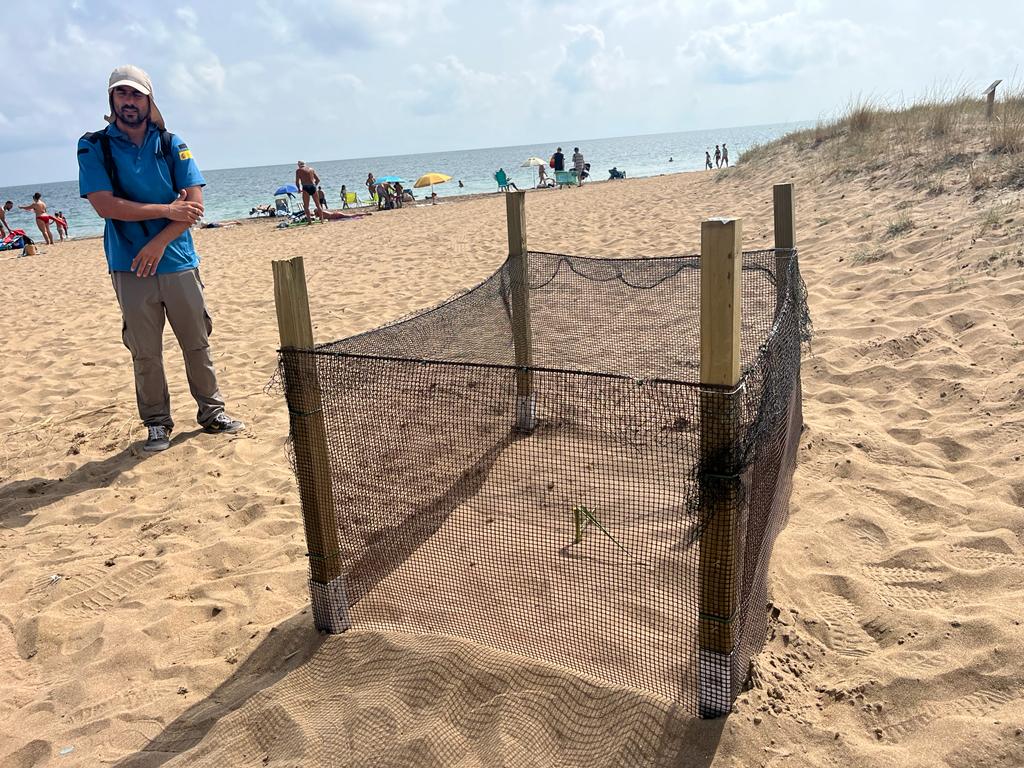 Nido donde se han trasladado los huevos de la tortuga Diana, que desovó anoche en Dénia.