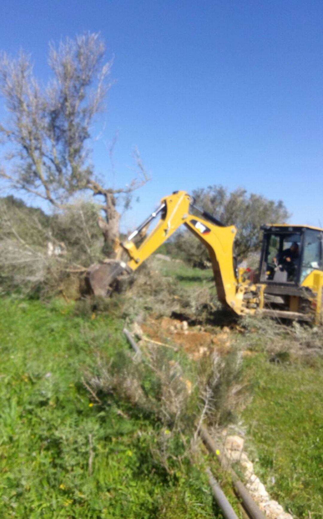 Imagen de un olivo afectado por la Xylella arrancado de una finca en Sant Joan