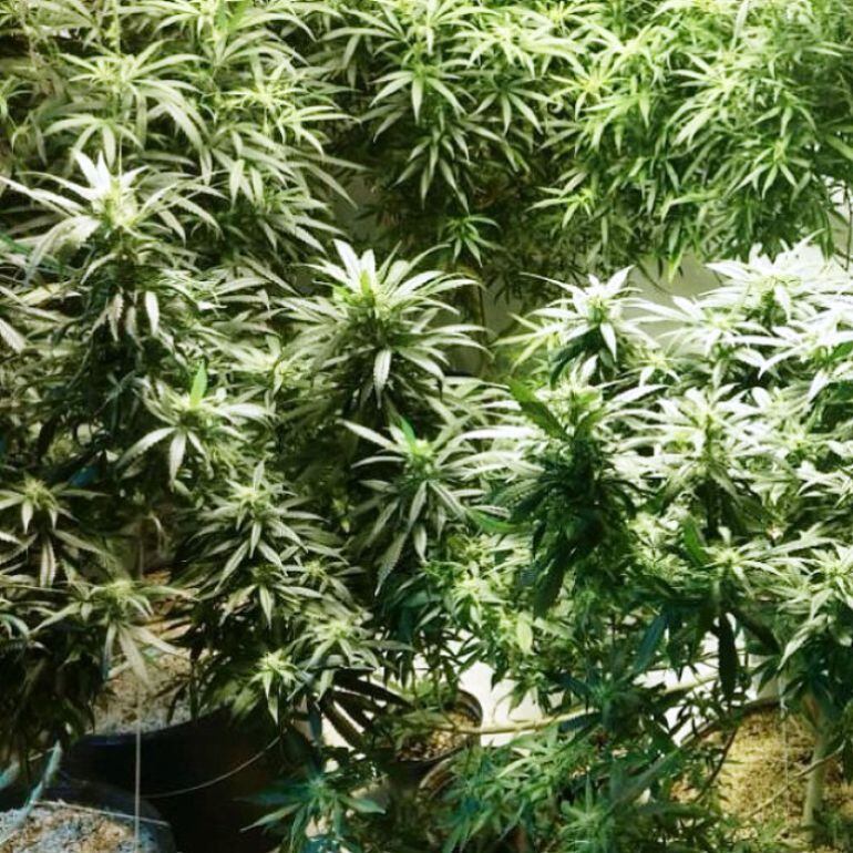 Las plantas tenían dos metros de altura