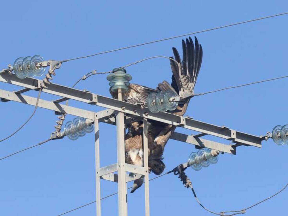 La Fiscalía propone en Albacete que la electrocución de aves en tendidos eléctricos sea delito