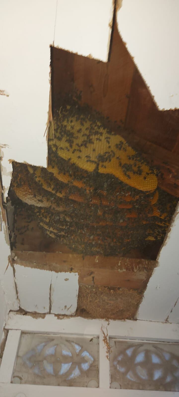 Retiran 12 paneles de abeja, alrededor de 2.000 ejemplares, de un balcón mirador situado en la calle Selgas de Lorca.