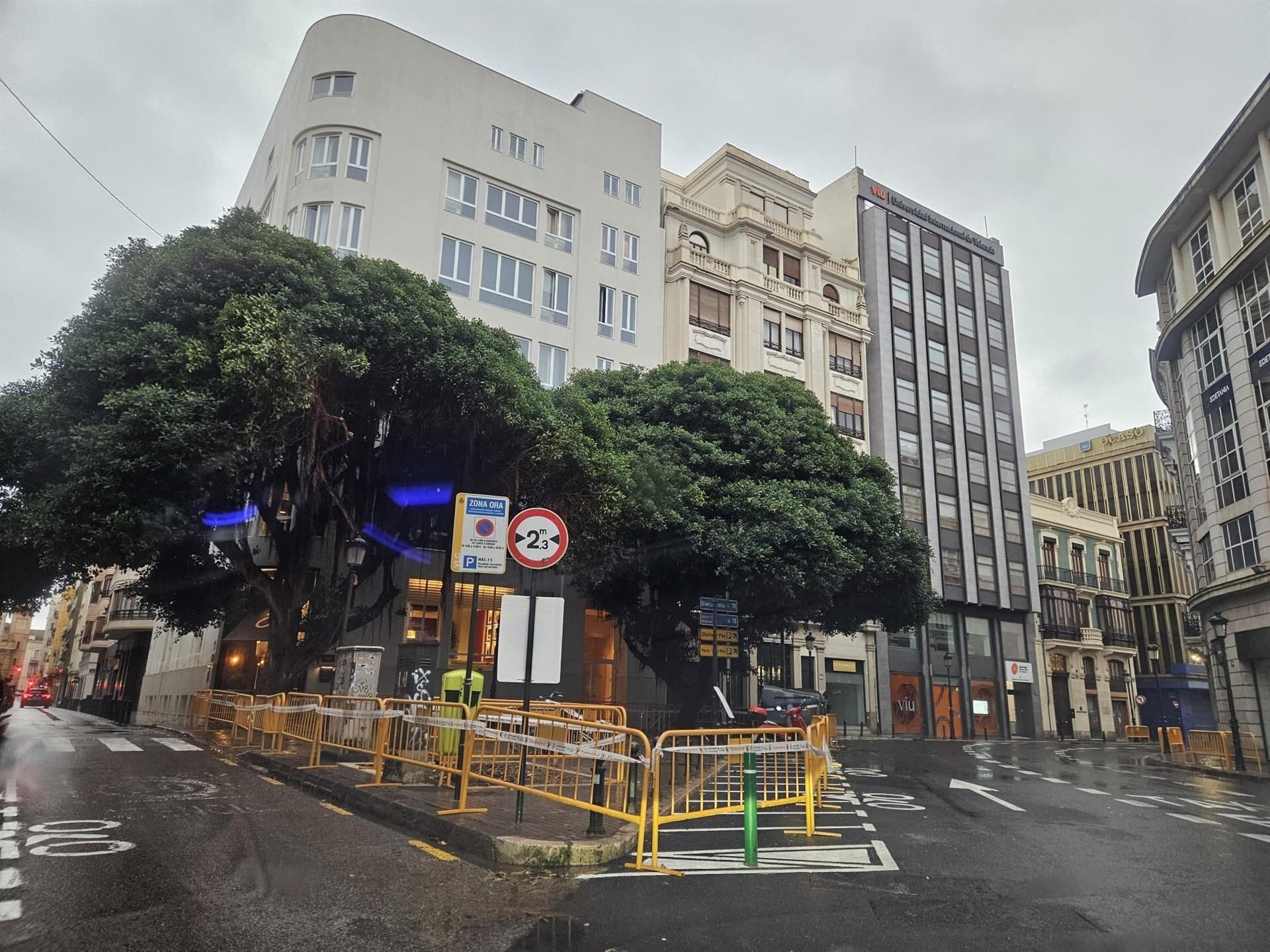 El Ayuntamiento sanea el ficus derribado el viernes por las fuertes lluvias de la dana Alice.