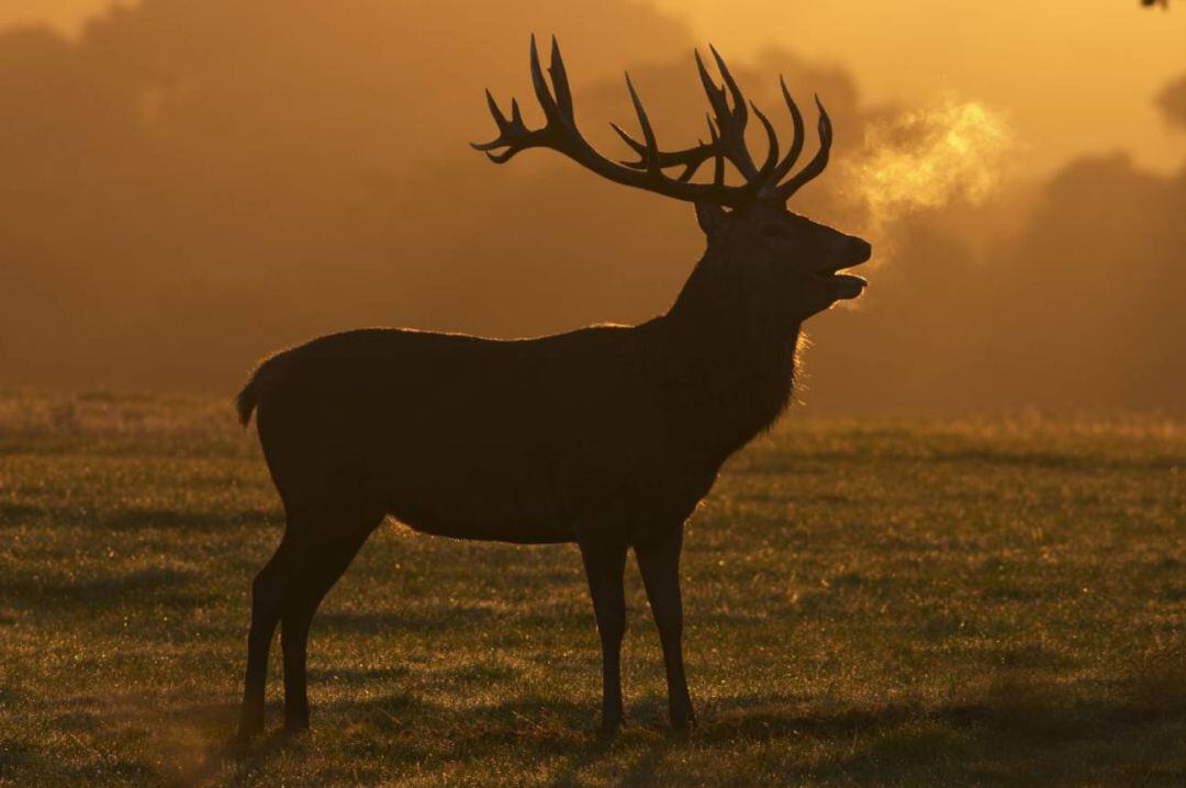 Se acerca el otoño y con ello la temporada de berrea