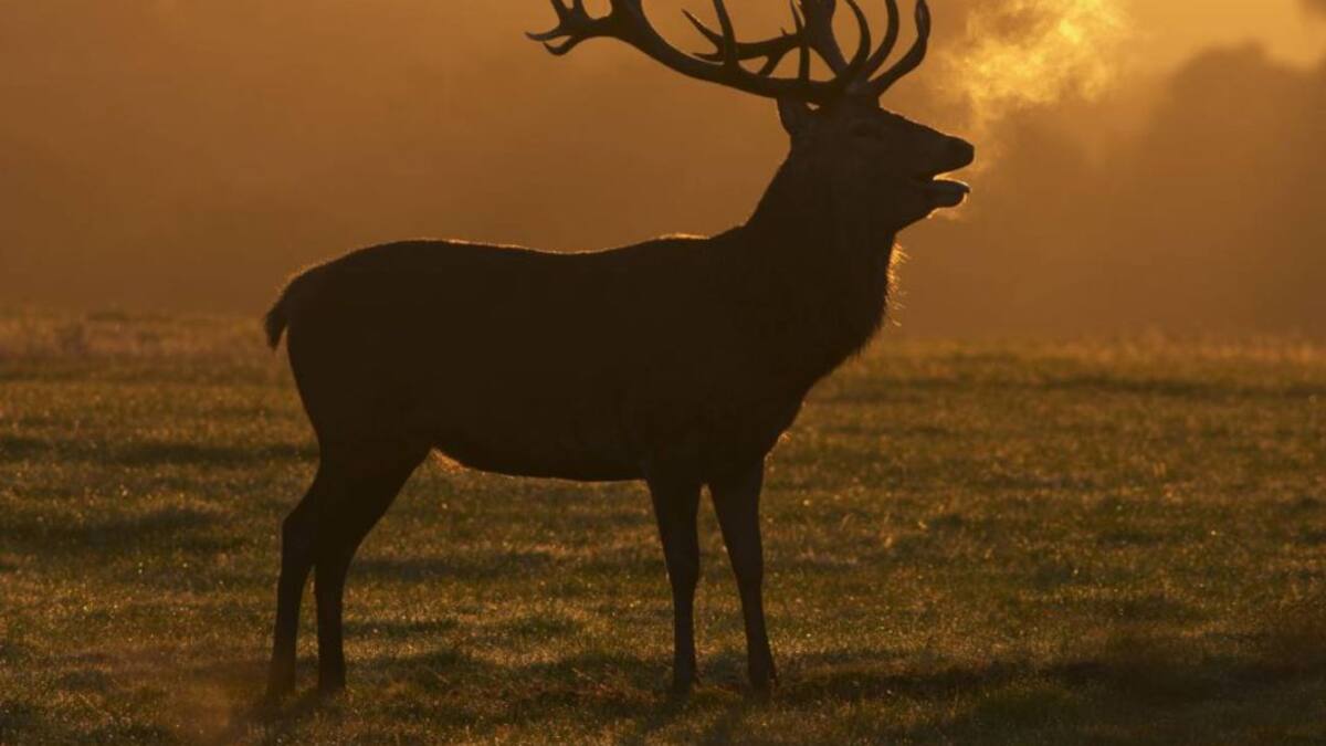 El bramido del señor del bosque: descubre la berrea en la Serranía de Cuenca