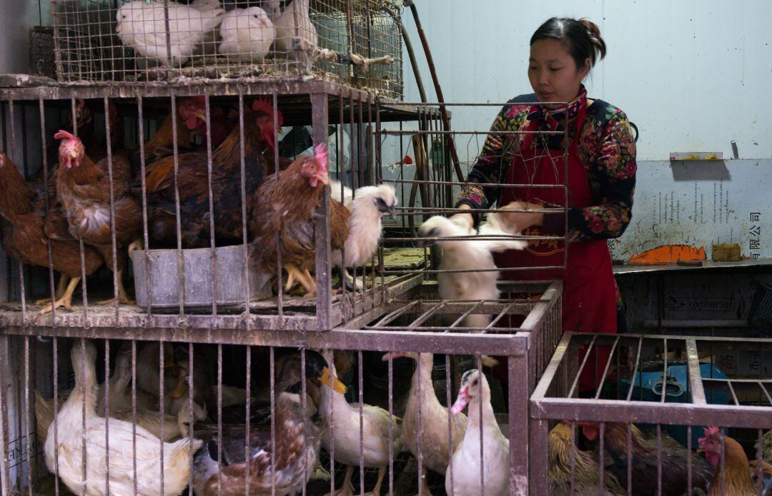 Mercado de venta de aves vivas en Lanzhou (China).