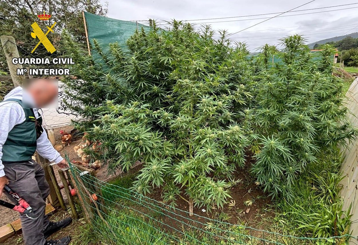 Plantación de marihuana incuatada por la Guardia Civil