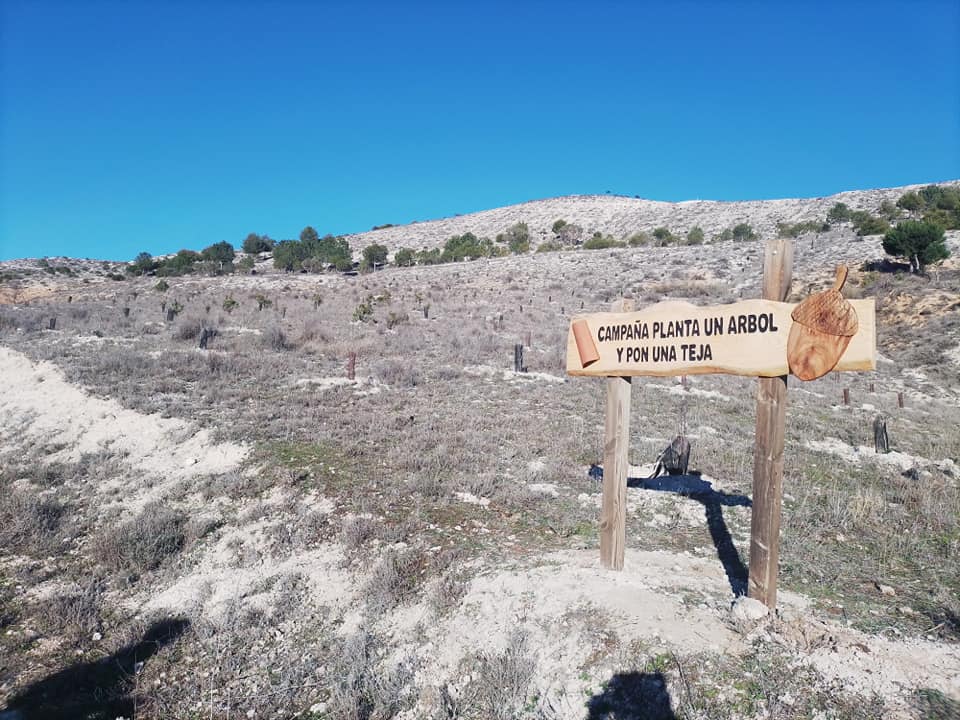 Las laderas del entorno de Piñel de Abajo en las que están siendo reforestadas