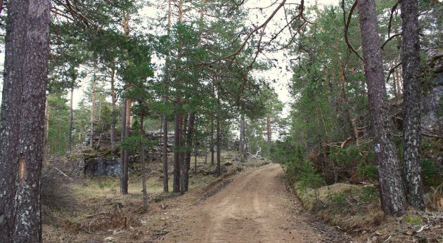 El sendero discorre por un bosque de pino silvestre.