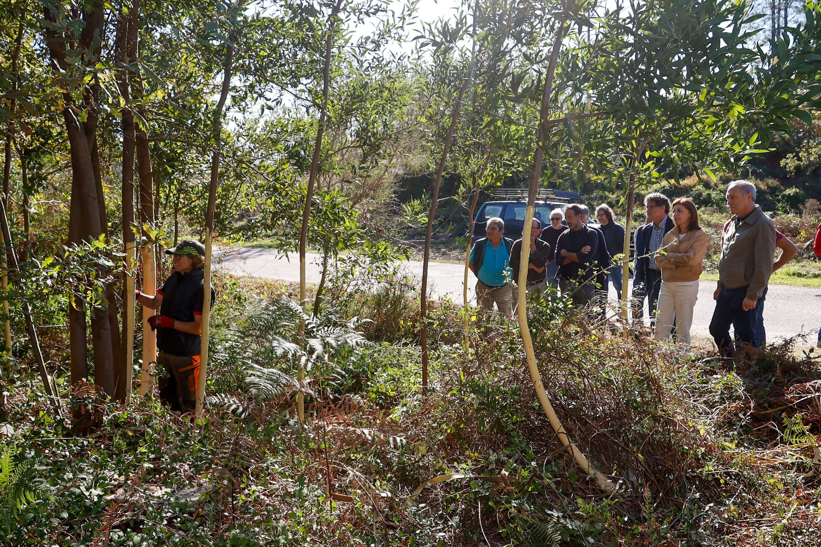 Trabajos de eliminación de la Acacia Negra en el Monte Aloia de Tui