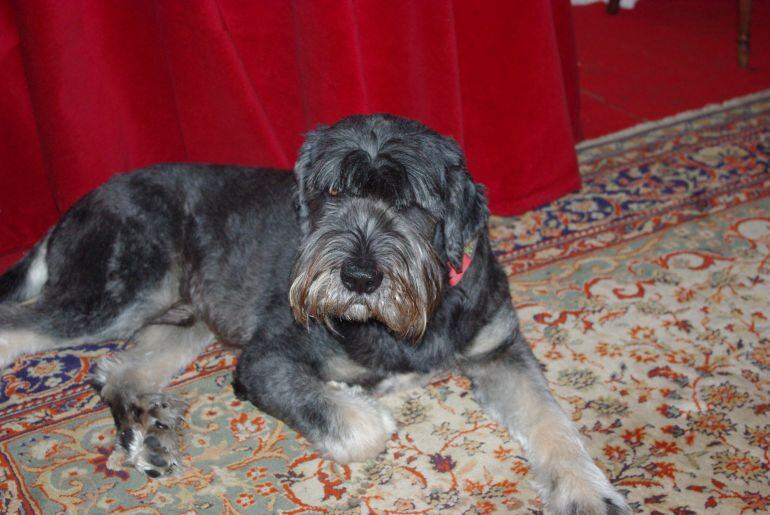 El perro Blas, de raza Pastor Catalán, murió en abril de 2014 por las patadas del agresor.