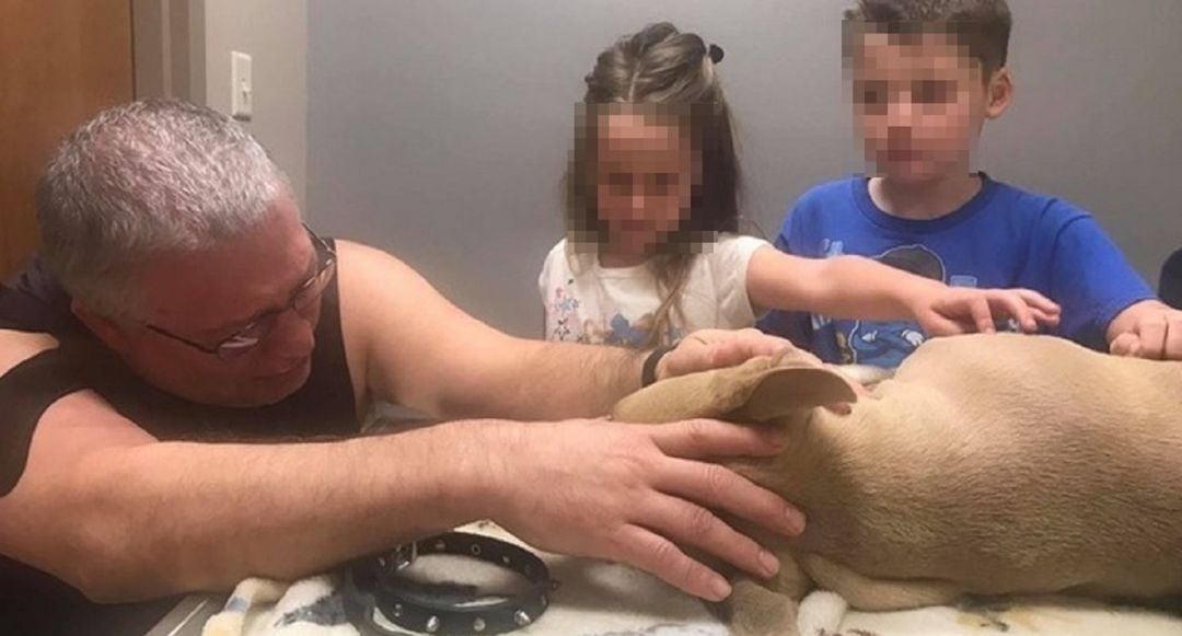 Zeus, el pitbull que murió protegiendo a los dos niños