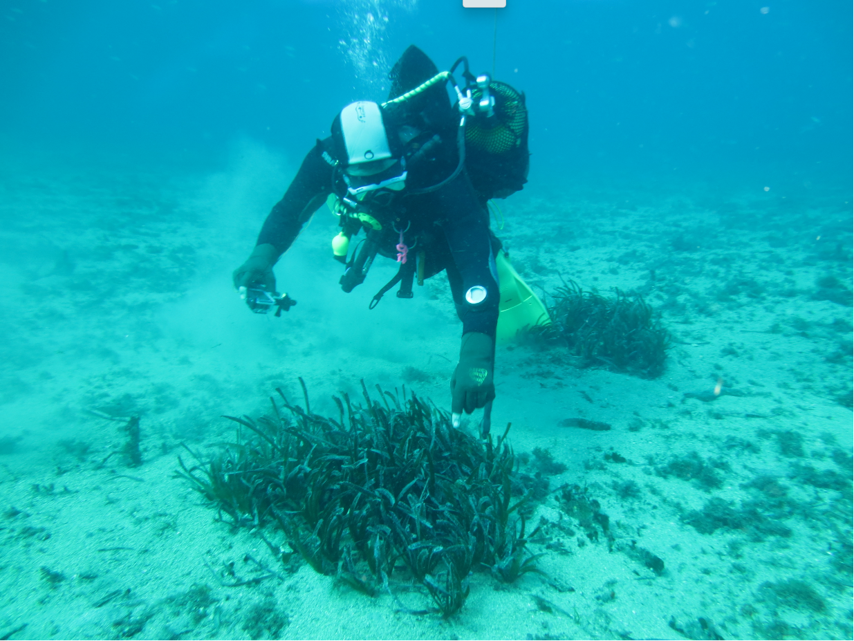 Manchas de posidonia oceánica generadas mediante plantación de plántulas germinadas