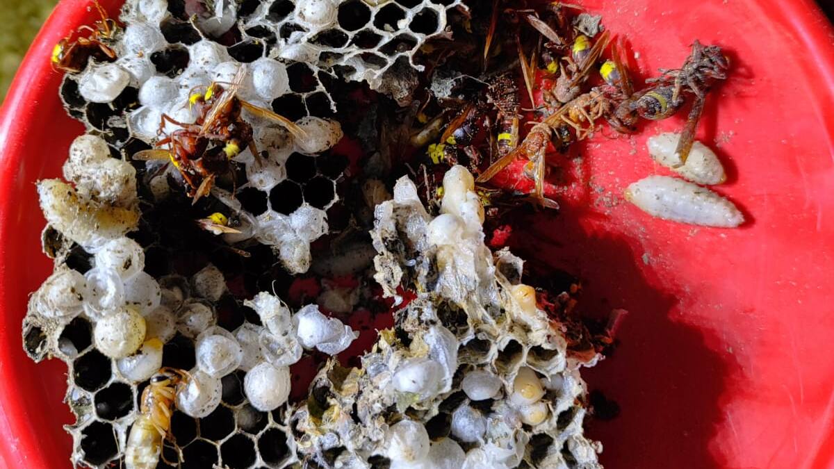 Los Bomberos de Jaén encuentran el primer nido de las peligrosas avispas asiáticas que buscaban