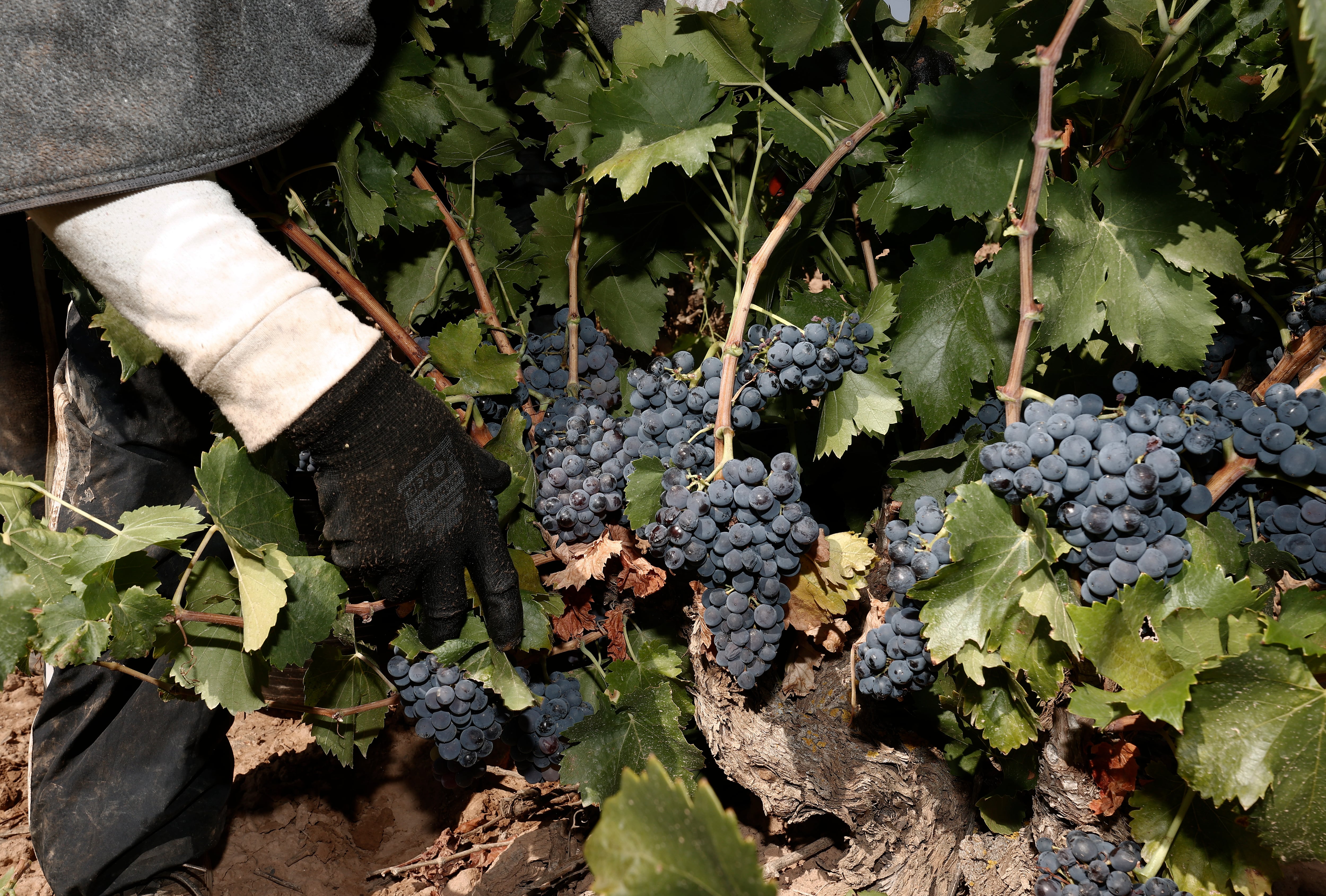 Recogida de la uva en una parcela cerca de la localidad navarra de Cintruénigo antes de llevarla a la Bodega corellana Viña Zorzal.