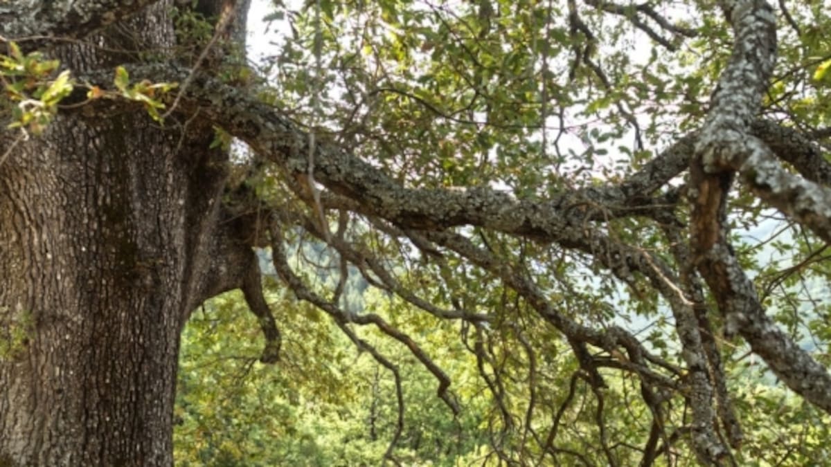 La protección de un árbol y una arboleda en Broto se someten a información pública