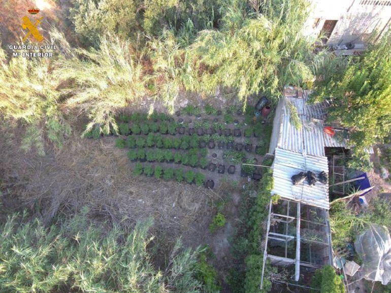 El detenido tenía más de 200 plantas de marihuana en un terreno lindante con su vivienda