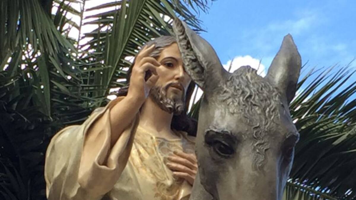 Las Palmas lucieron en todo su esplendor en el Domingo de Ramos