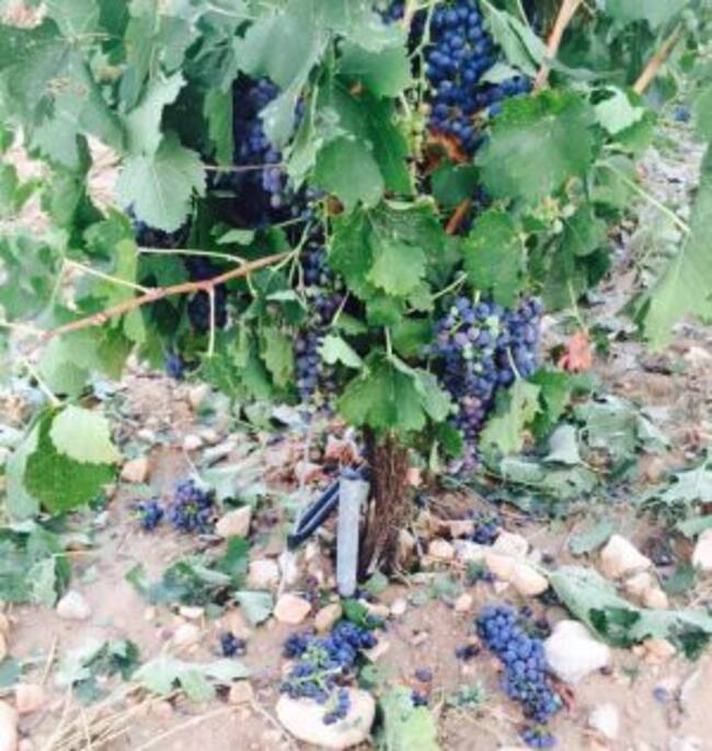 Daños del granizo en el viñedo