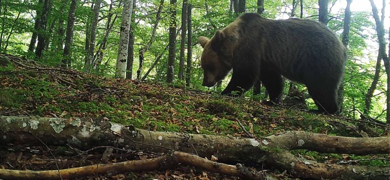 Ejemplar de oso pardo en la Cordillera Cantábrica