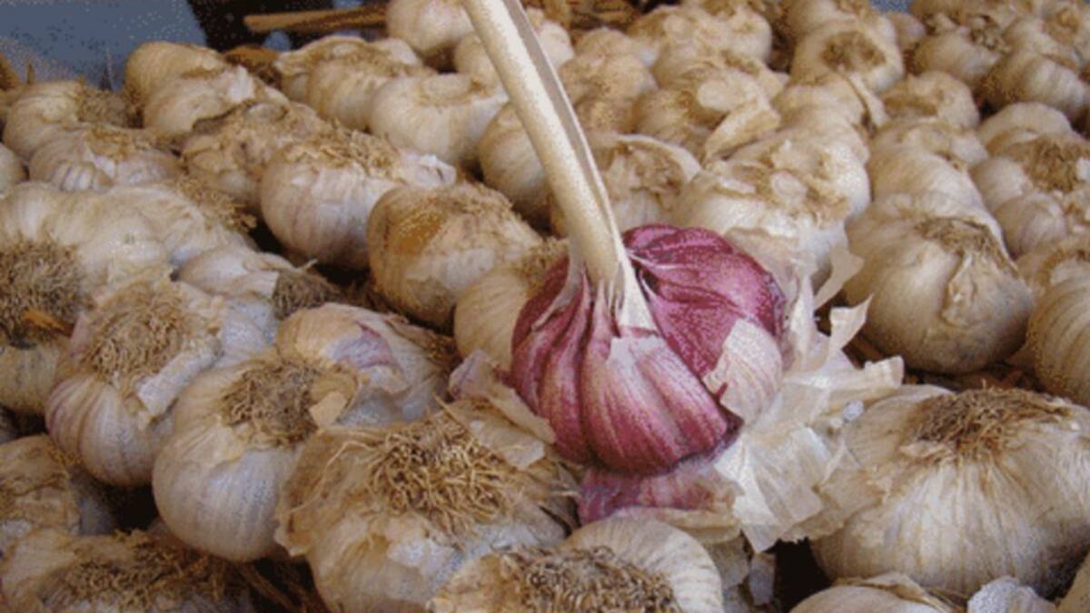 Entrevista con la alcaldesa de Falces, Sara Fernández, (16/07/2021)