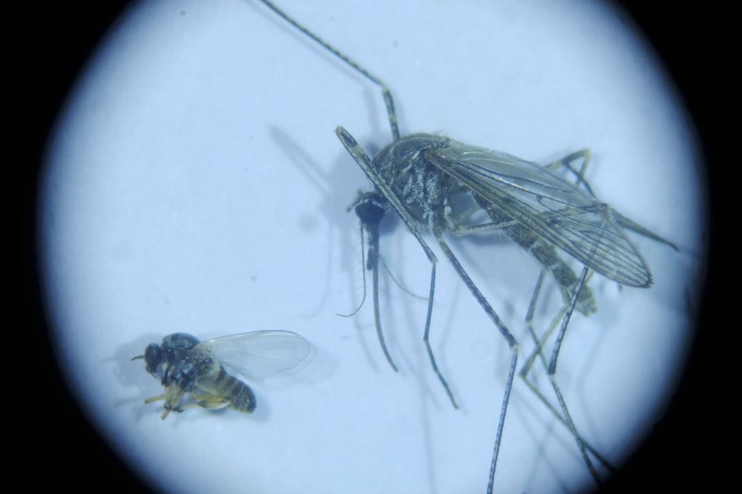 Mosca negra y mosquito culex