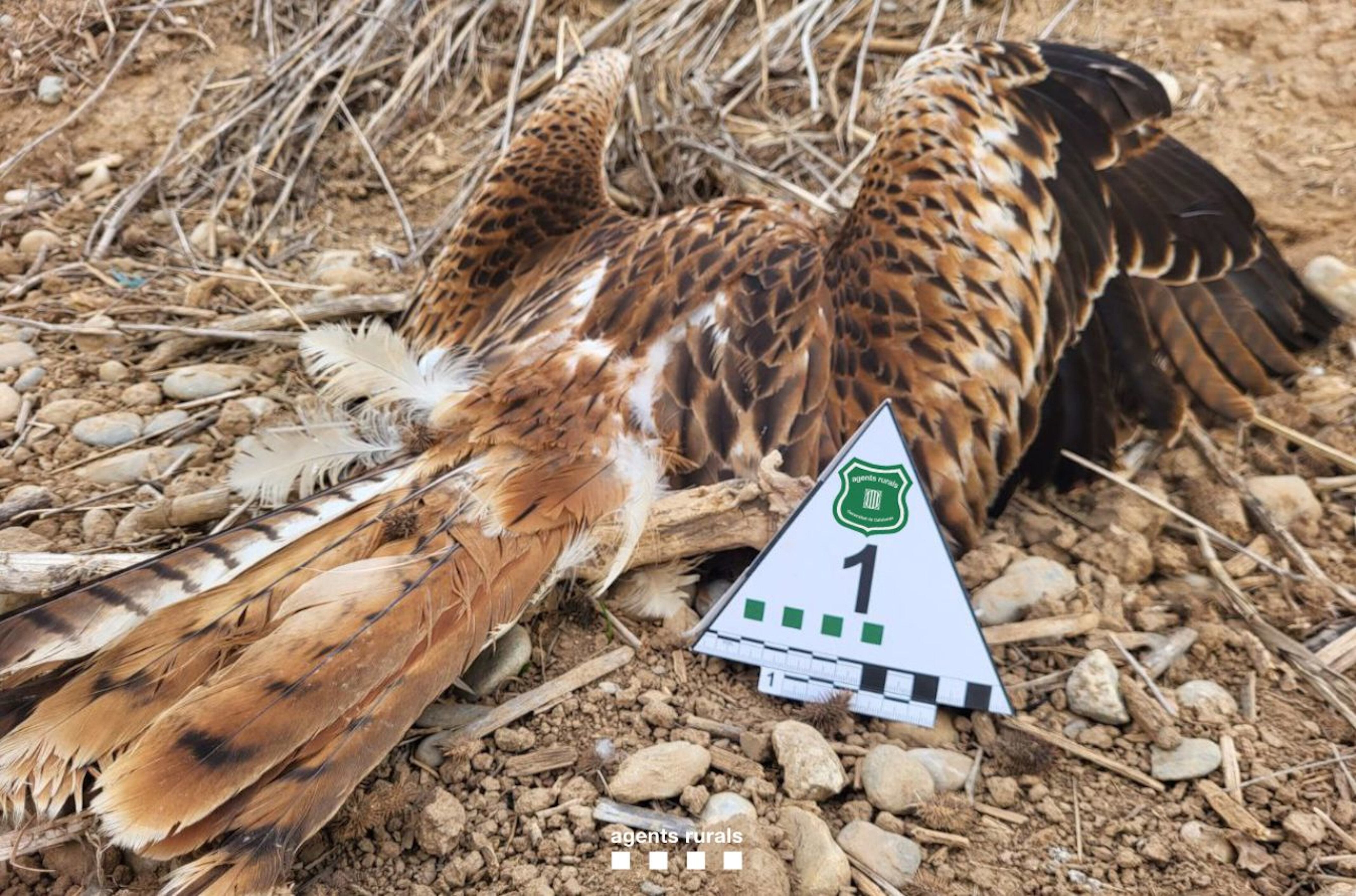 El milà reial és una de les espècies que han estat víctimes de suposats enverinaments. Foto: Agents Rurals.