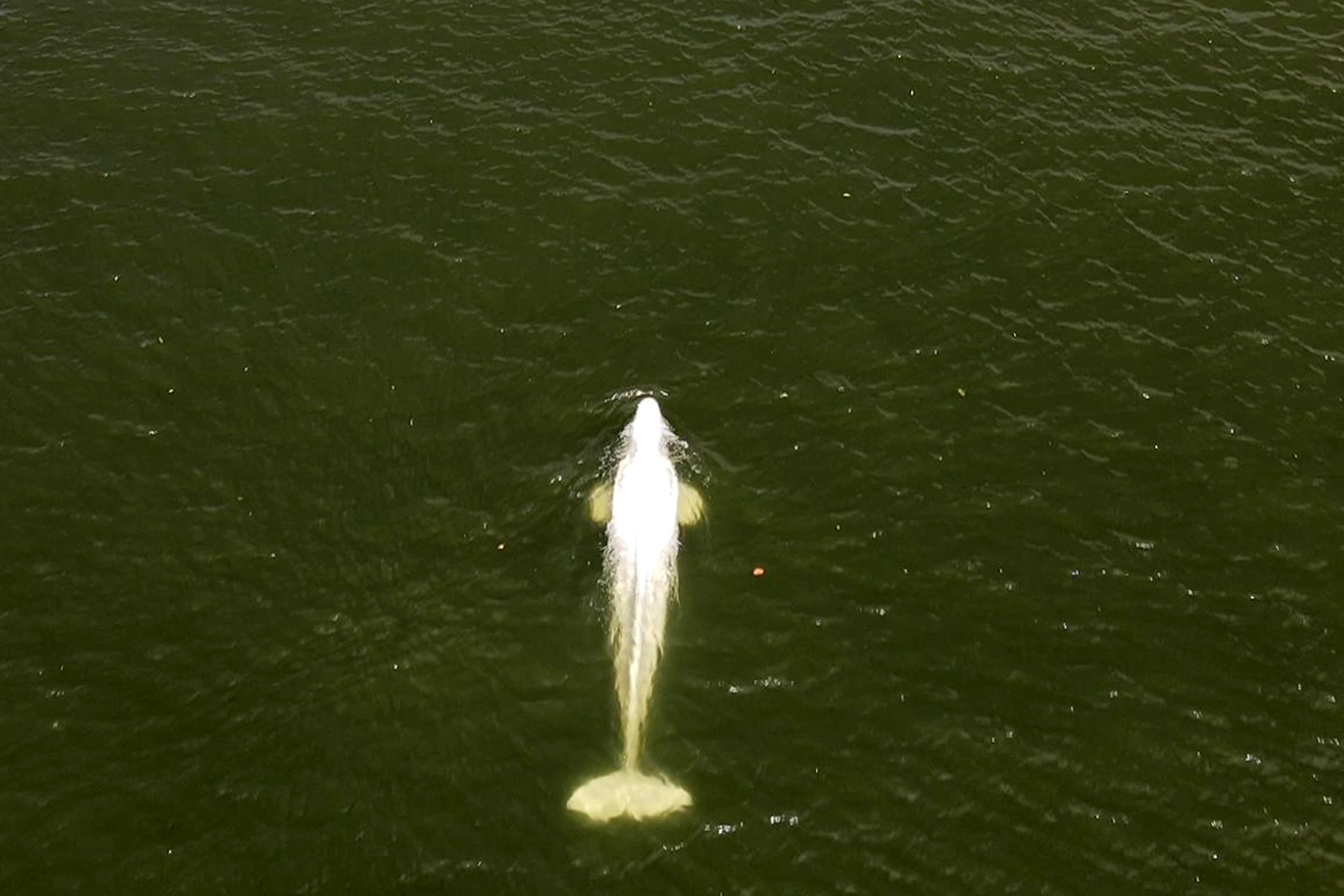 Imagen de la ballena beluga en el río Sena