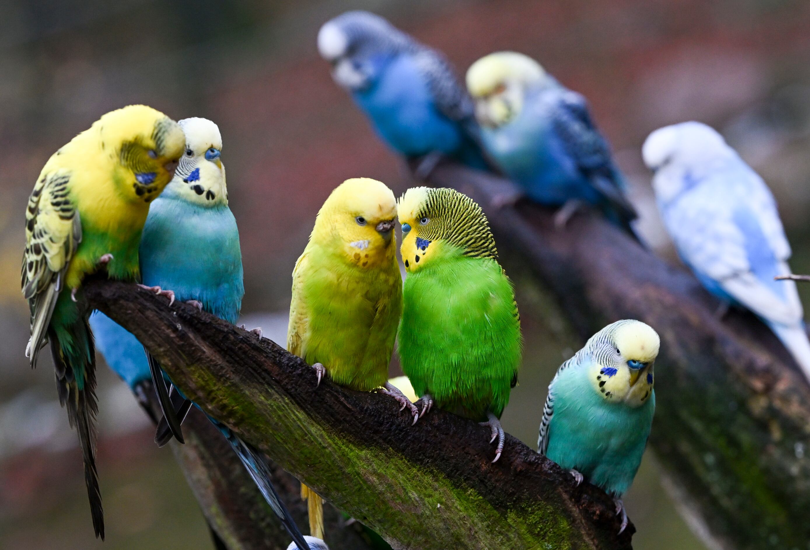 Unos grupo de periquitos en una rama.