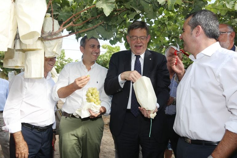 Puig corta el primer racimo que da inicio a la campaña