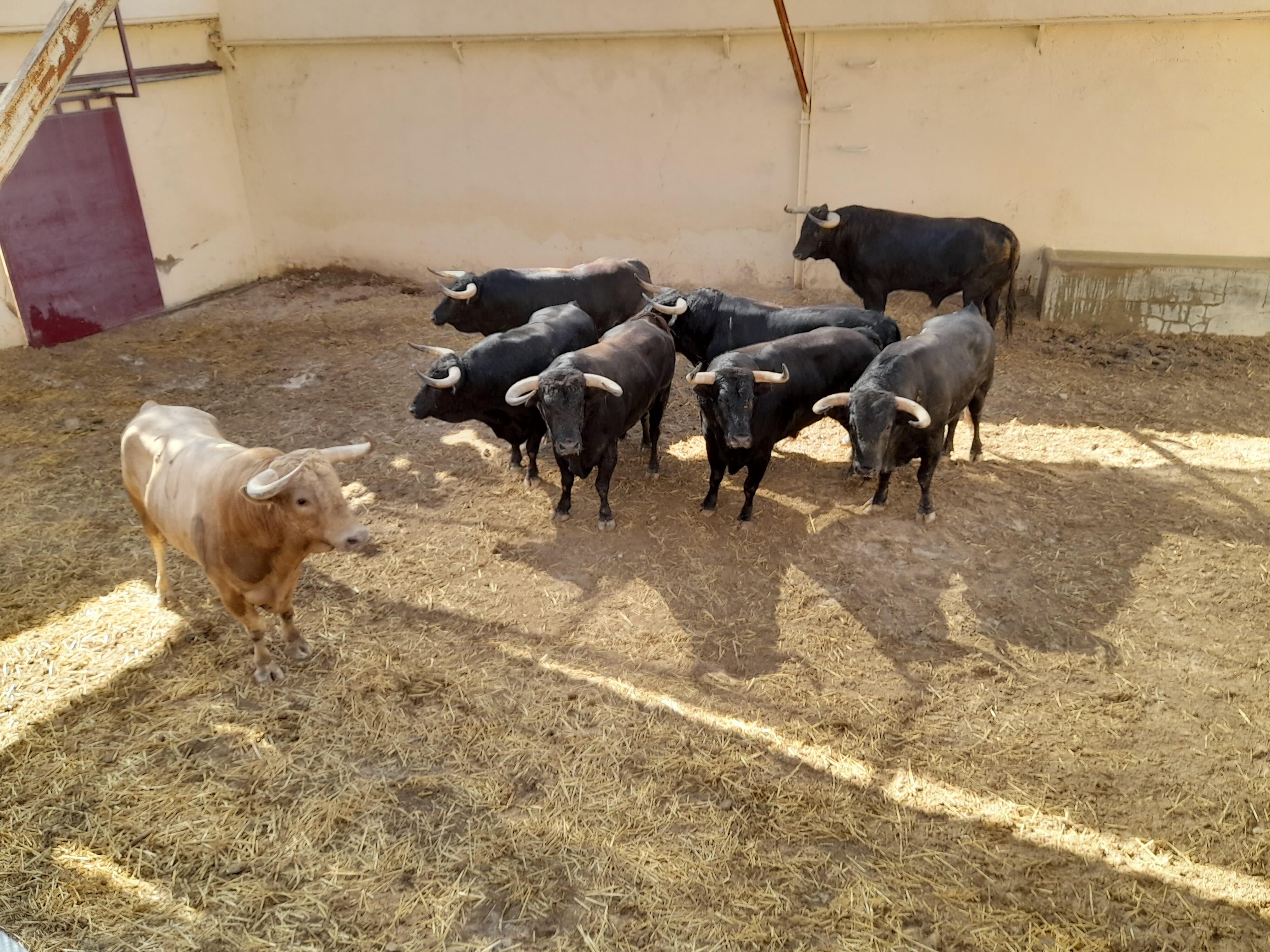 Toros de Torrealta lidiada en Huesca el pasado día 10 de agosto