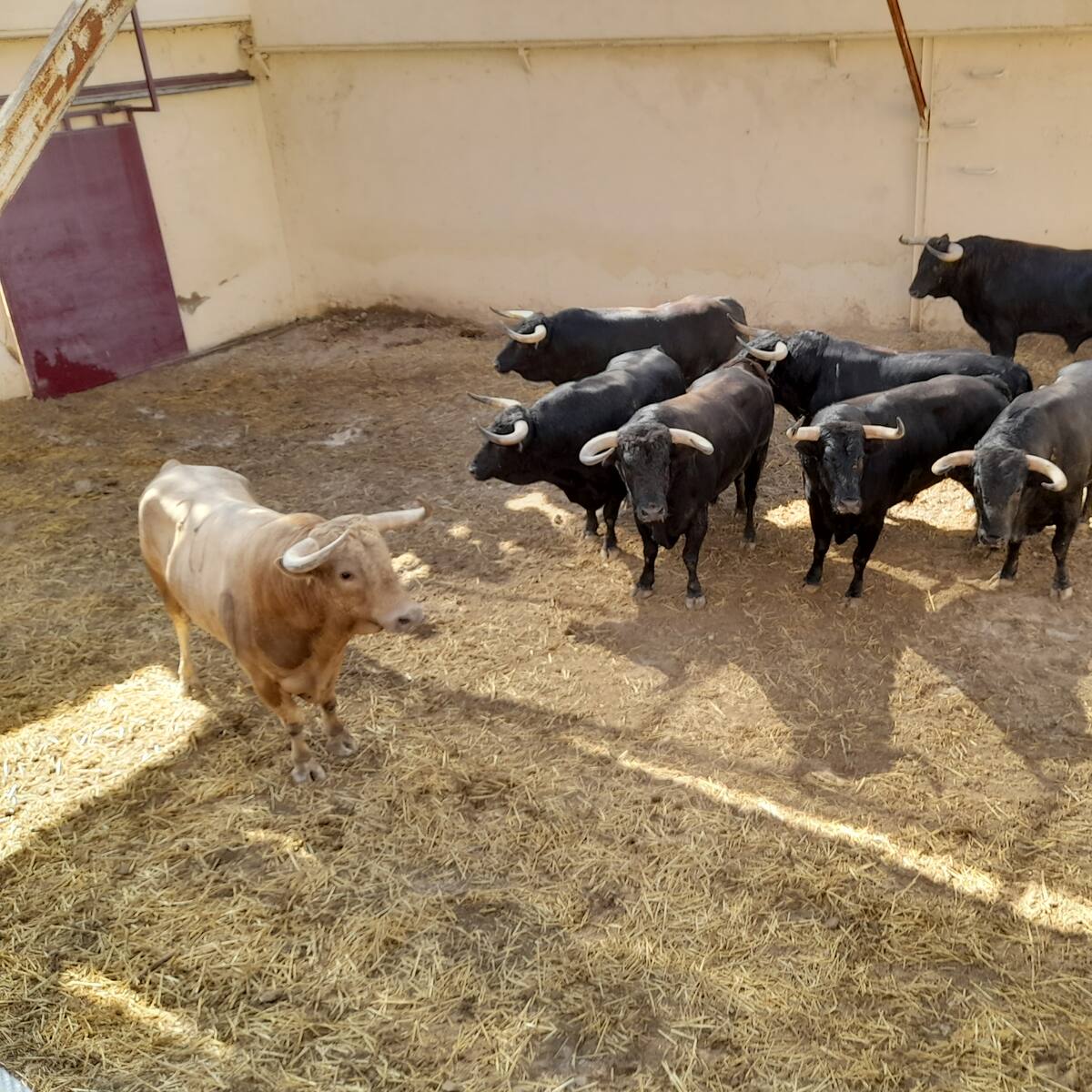 Trajerroto, mejor toro de la Feria Taurina de la Albahaca para el Colegio de Veterinarios