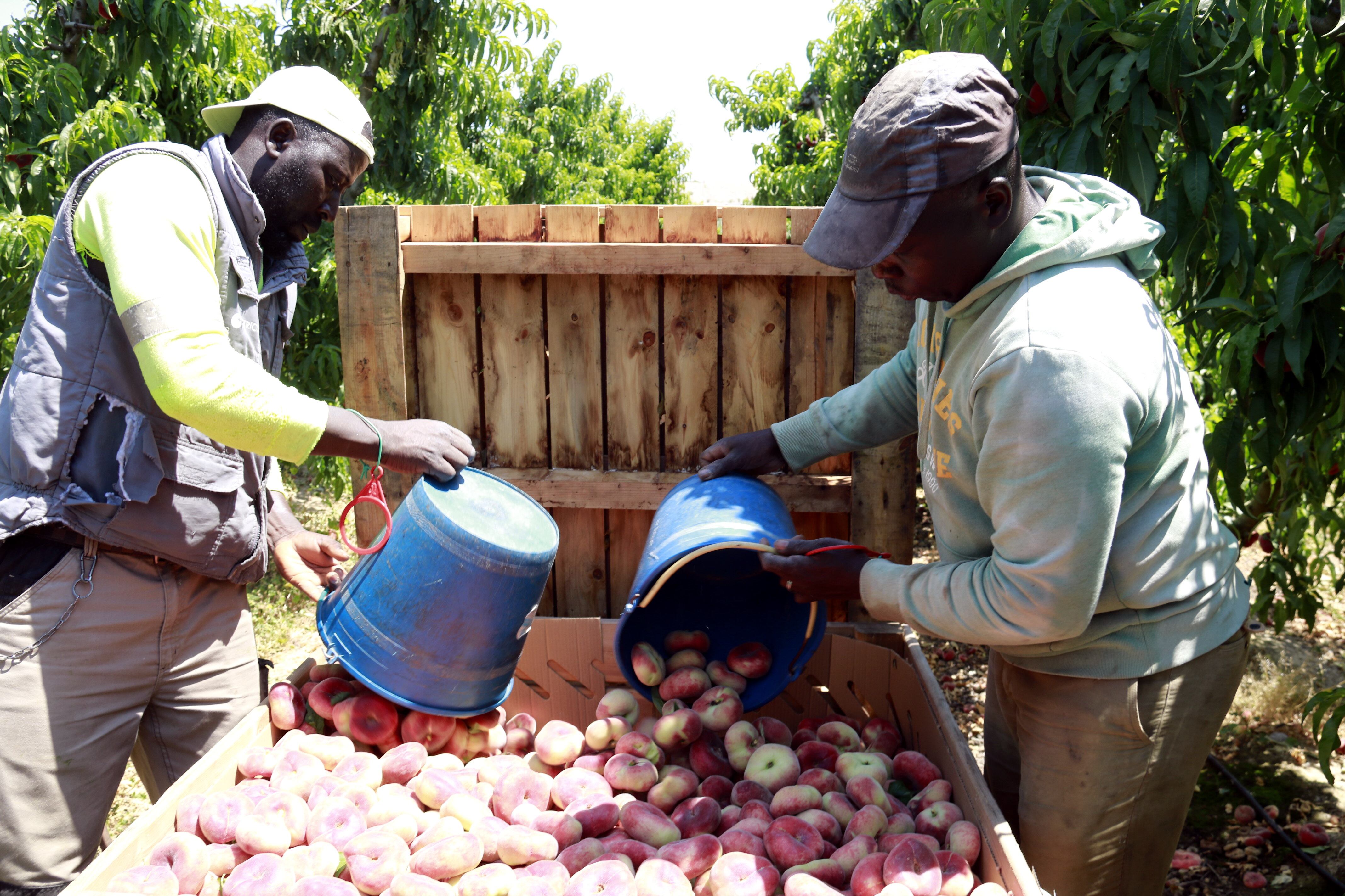 Dos treballadors de la fruita, dipositant préssecs plans recent collits en un palot. Foto: ACN