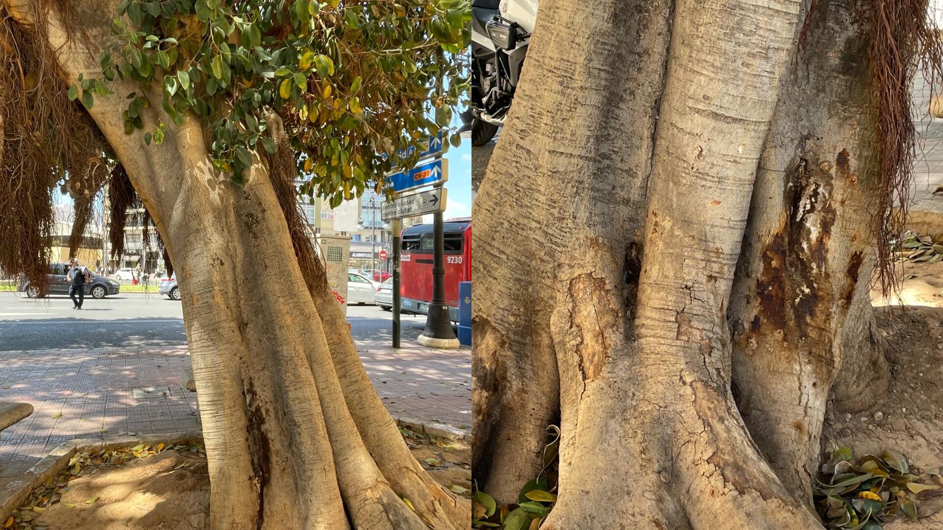 Ficus envenenado en la Plaza de España de València