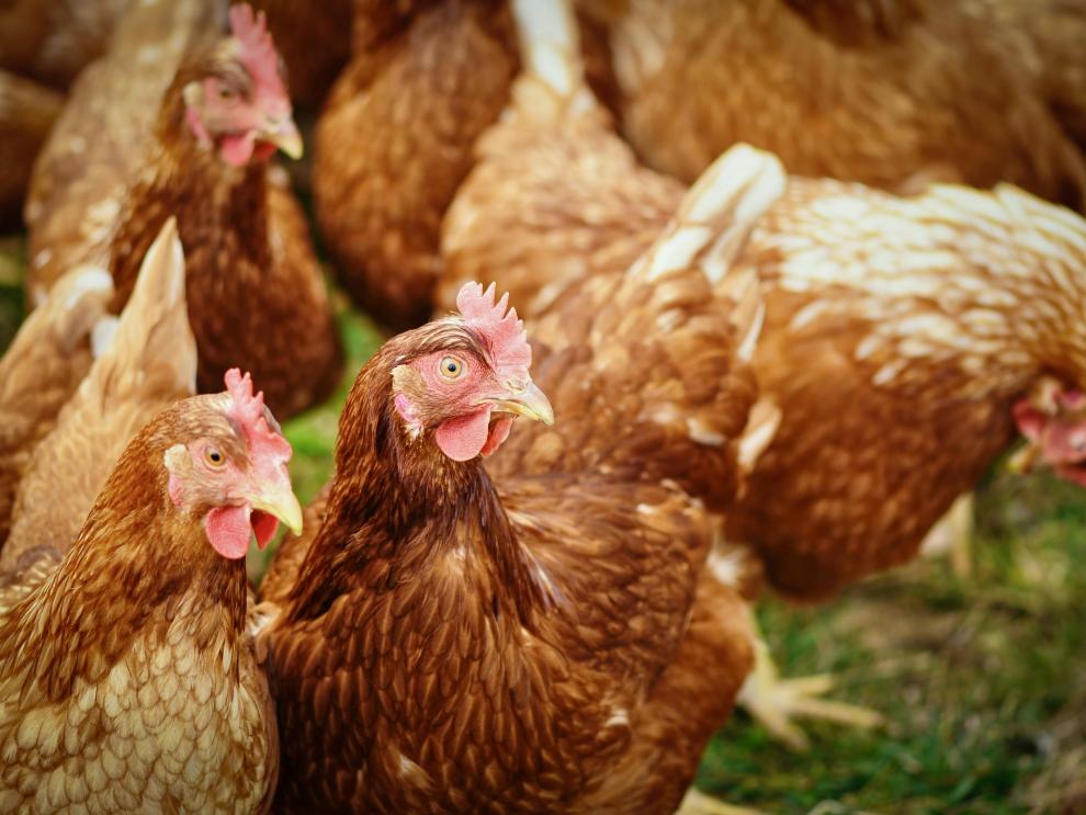El departamento de Agricultura, Ganadería y Alimentación insiste en la prevención contra la gripe aviar en explotaciones avícolas