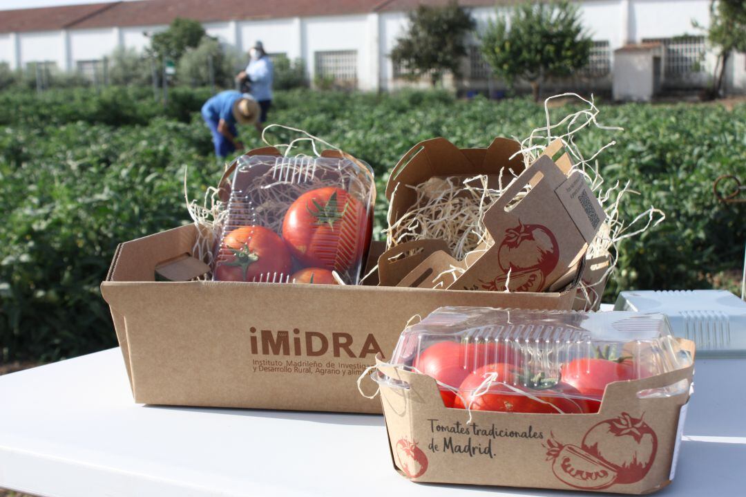 Variedades de tomates recuperados por el IMIDRA. 