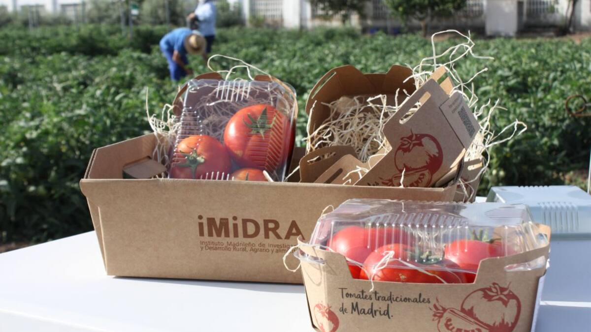 El IMIDRA recupera tres variedades de tomate de alta calidad