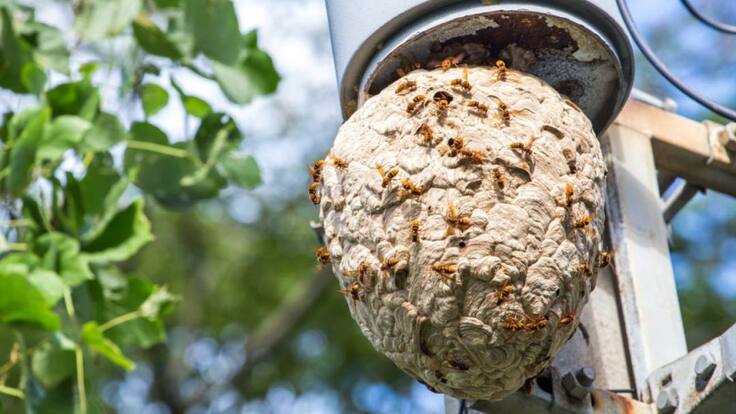 Jesús Fdez Testón, jefe servicio Medio Ambiente Gijón