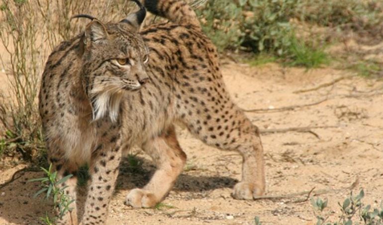 Lince ibérico