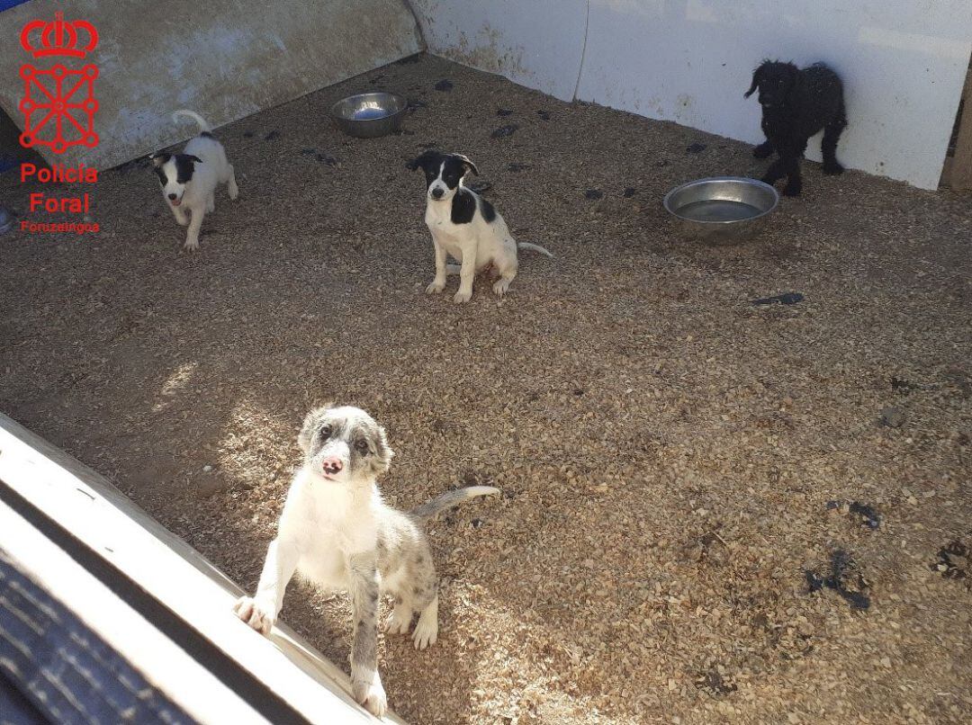 Desmantelado en la Ribera un criadero de venta ilegal de perros por internet