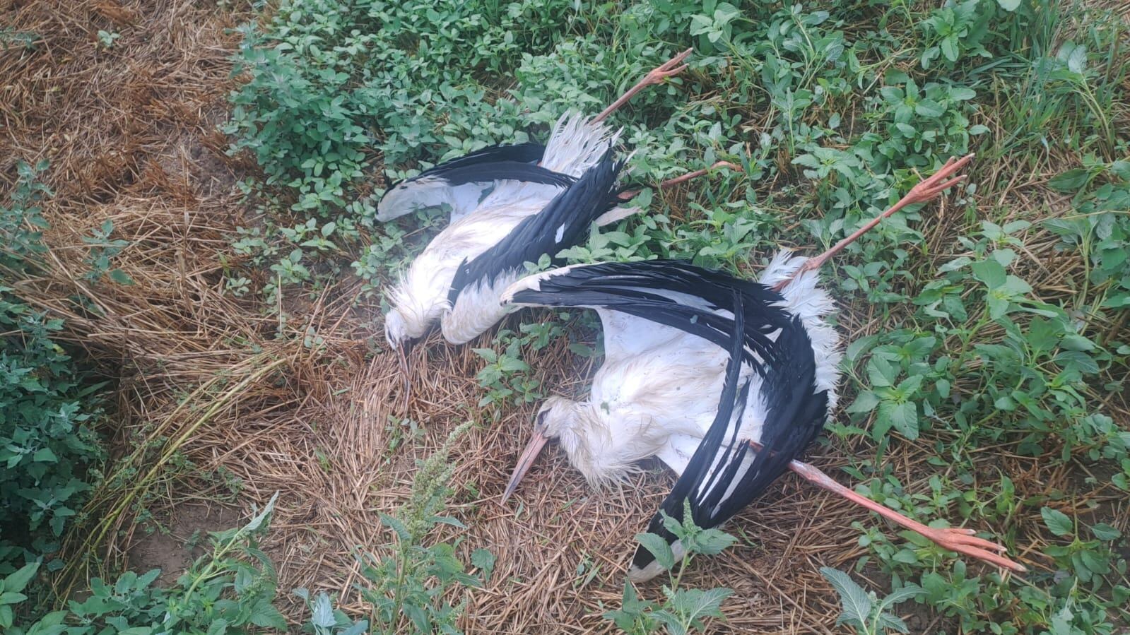 Una cigonya morta aquesta segona quinzena d&#039;agost.