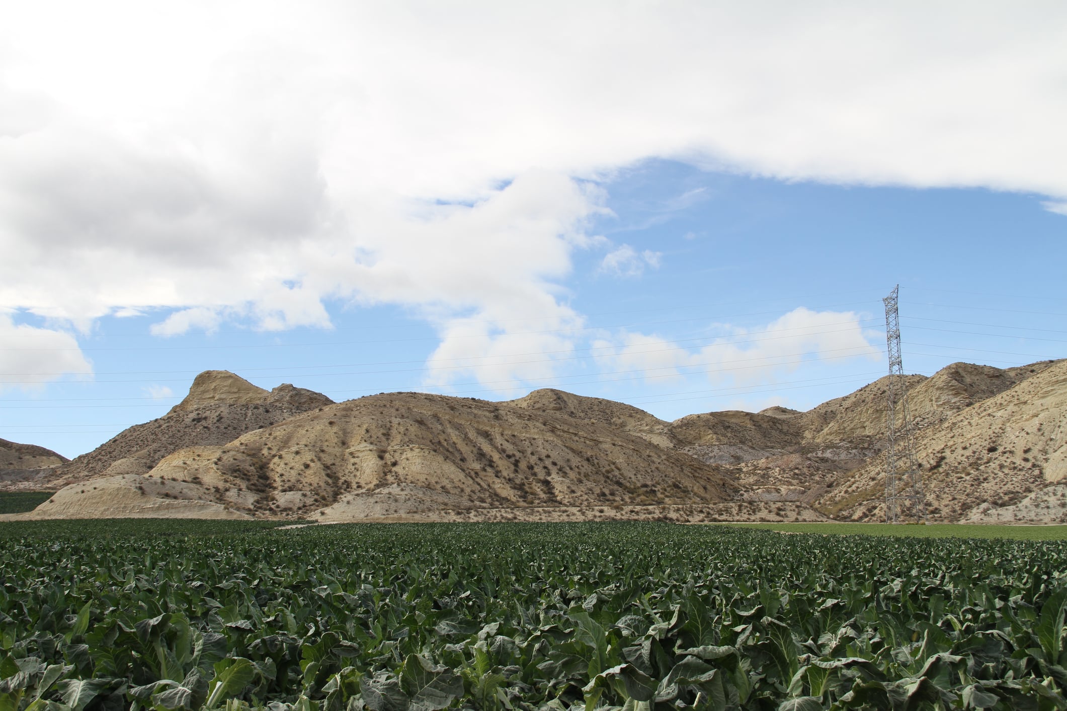 Agricultura en el campo lorquino.