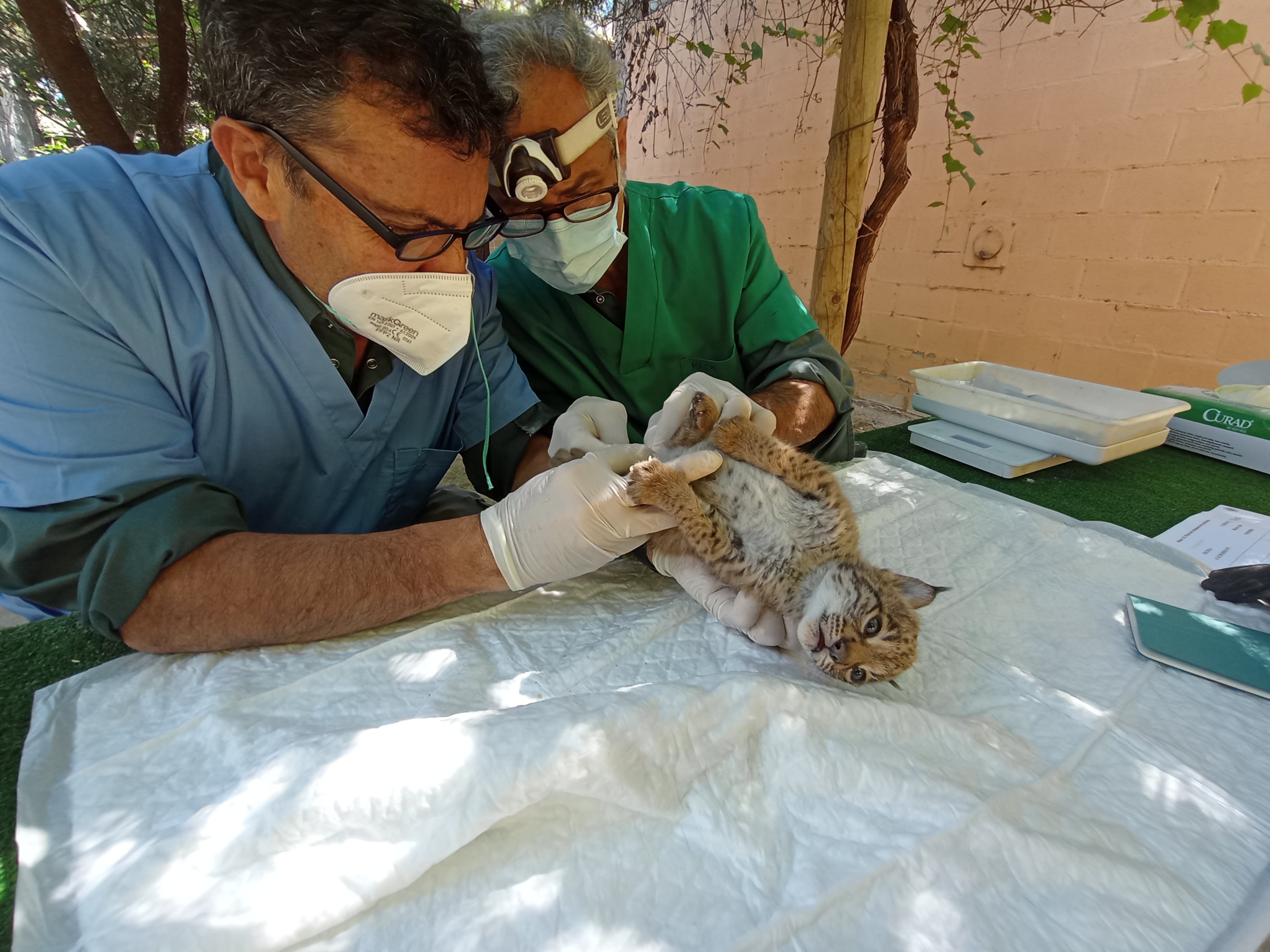 Los veterinarios del Zoo chequean a una de las crías de lince iberico