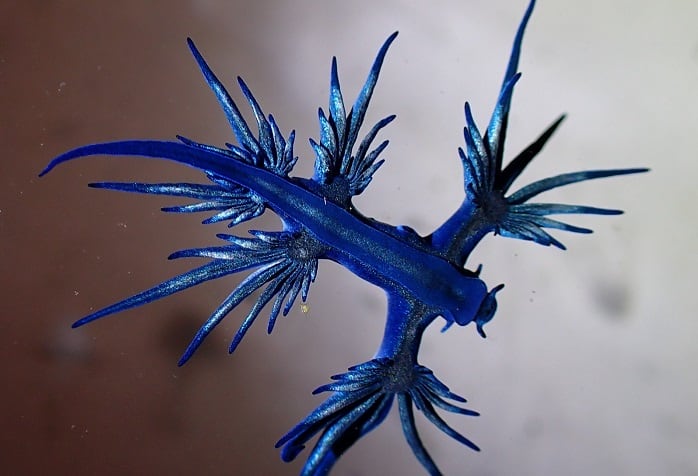 Ejemplares de dragón azul