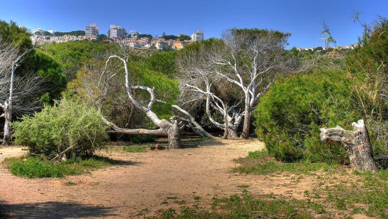 Gran Alacant desde el Carabassí