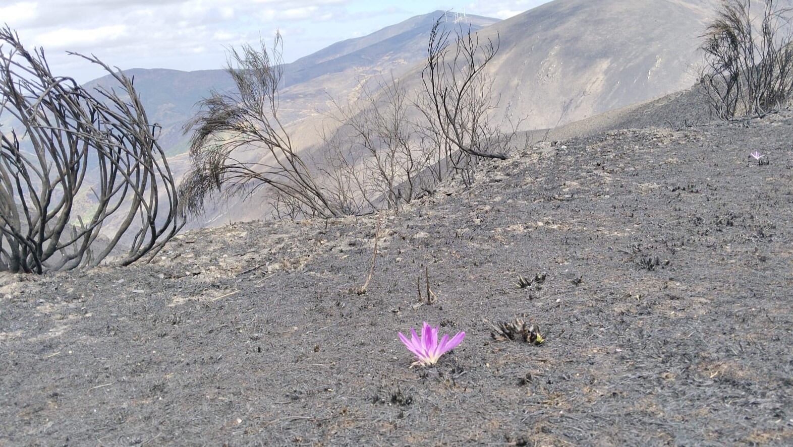 La colorida planta en medio del terreno calcinado